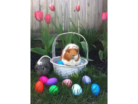 Her ırk guinea pig yavrusu adrese teslim hizmetimiz vardır