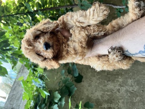 Sağlık ırk garantili poodle bebekler