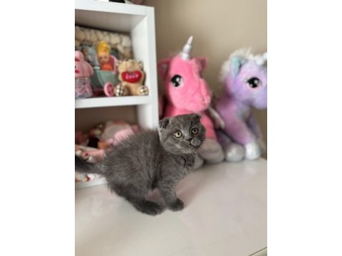 Scottish fold yavrular