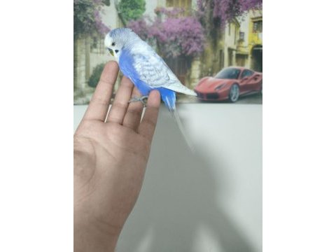 Acil muhabbet kuşumuz