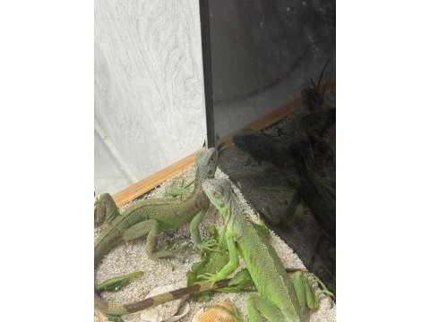 4 aylık iguana