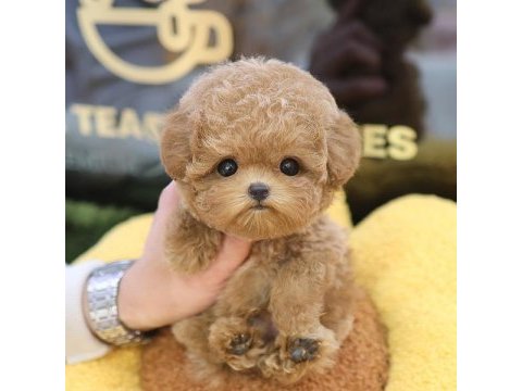 En akıllı ve tatlı toy poodle bebeklerımız