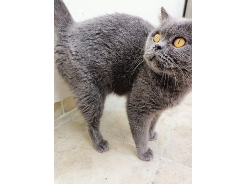 Dişi british shorthair