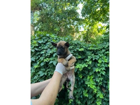 A şecereli malinois yavrular