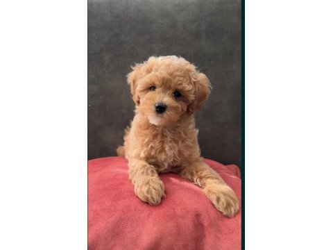 Maltipoo bebekler