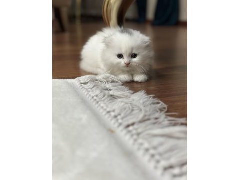 British longhair orjinal