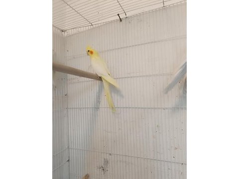Lutino ve pied ele alışık sultan yavrular