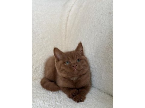Safkan british shorthair cinnamon dişi yavru