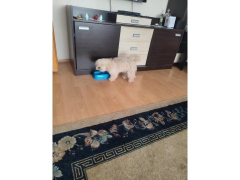 Sevimli toy poodle