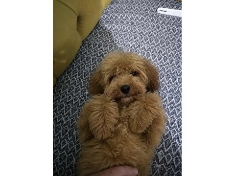 Poodle köpeğimiz 4 aylık mila yeni yuva arıyor