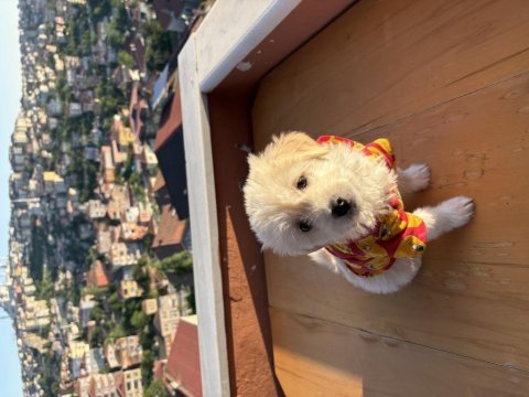 Üç aylık erkek maltipoo yavrusu