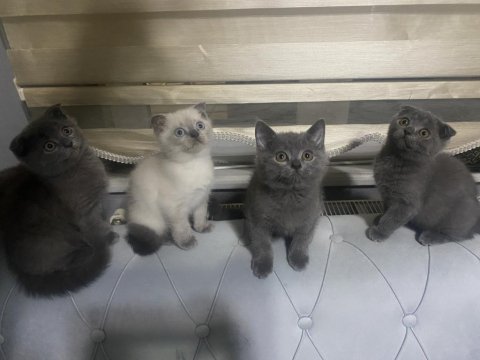 Hem güzel olsun hem uysal olsun diyenlere