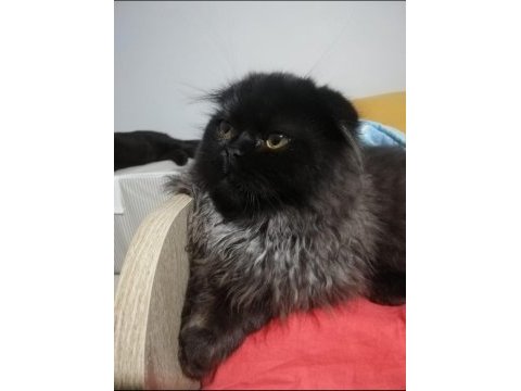 Sevimli bıdık british shorthair