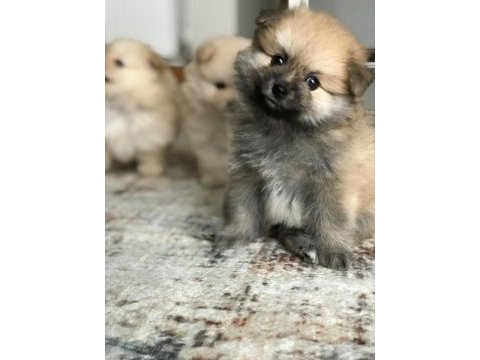 Yeni pomeranian yavrularımız, yeni yuvalarımız