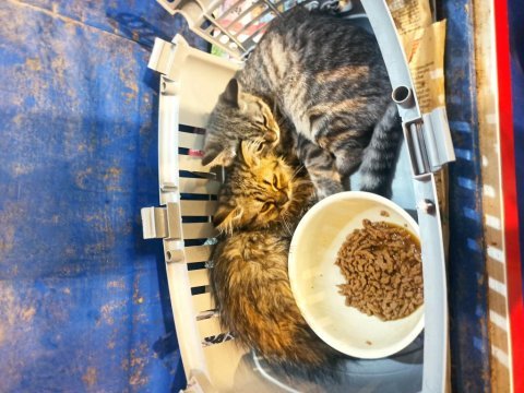 Güzel surat dişi yavru british longhair