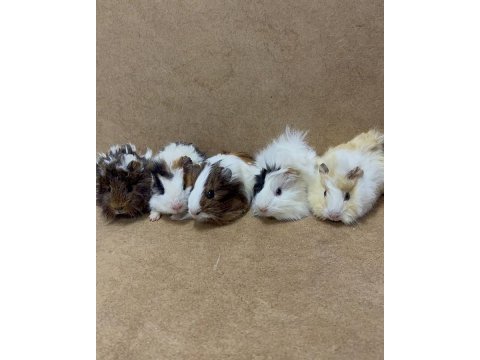 Ginepig yavrularımız gün içi gönderim sağlanmaktadır