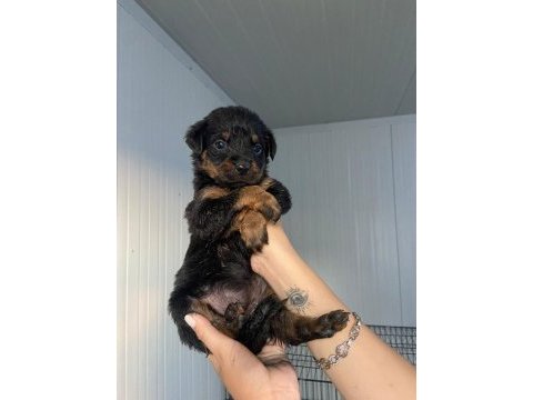 Rottweiler yavruları