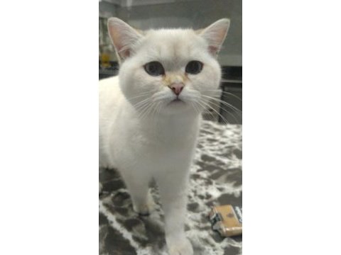 Güzel british shorthair kızımız sahiplendirilecek