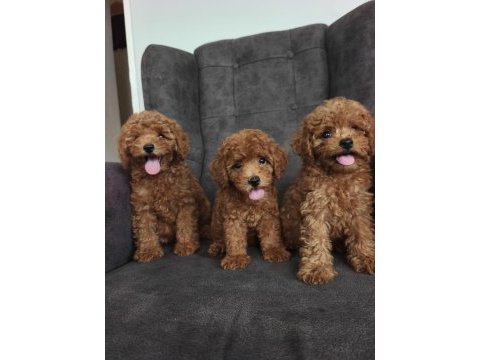 Toy poodle bebekler