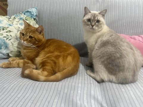 Kedilerimiz yeni ev arıyor