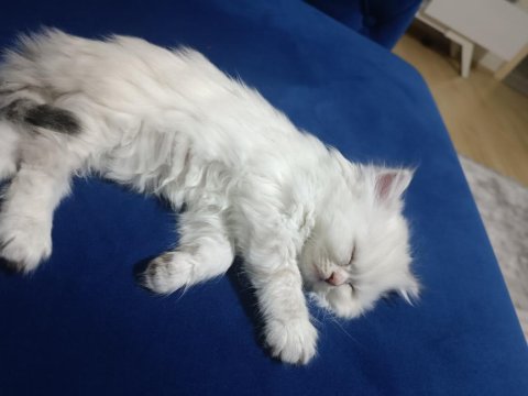 Son bir yavru british longhair