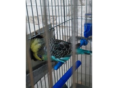 Jumbo muhabbet kuşu çifti
