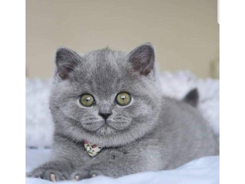 A+ a62 orjinal british shorthair yavrularımız hazır
