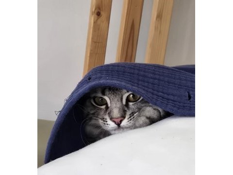 Baba british anne maine coon 5 aylık erkek magnus