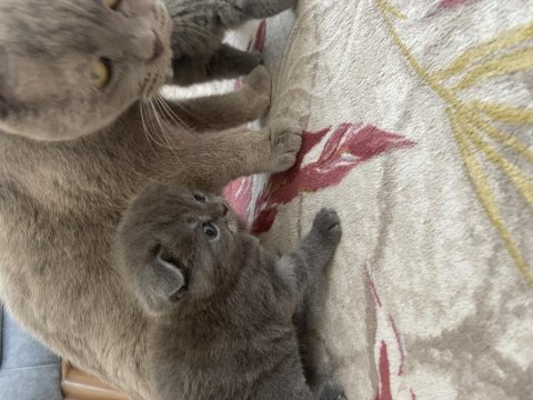 Scottish fold bebekler