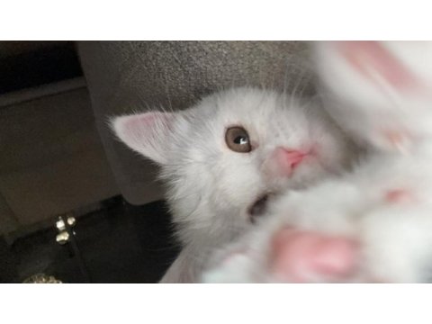 Aksesuarları ile birlikte kedimi sahiplendirmek istiyorum