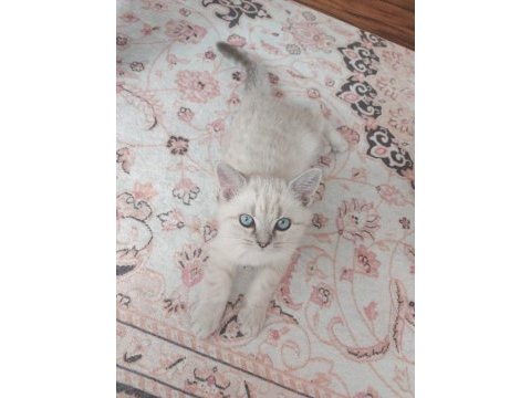 2.5 aylık british shorthair lynx point