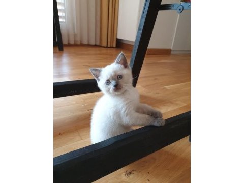 Scottish fold 2.5 aylık yavrumuz