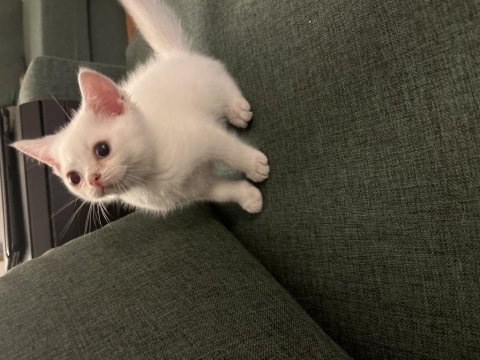 Scottish fold