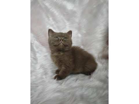 Cinnamon dişi british shorthair