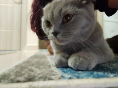 Scottish fold kedisi 1 yaşında
