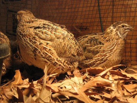30 günlük jumbo japon bıldırcınlarımız