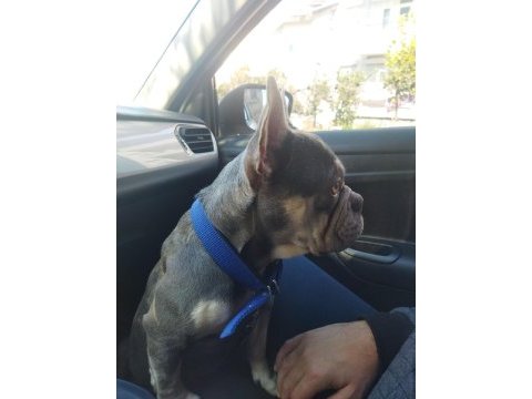 Ücretsiz sahiplendirme french bulldog