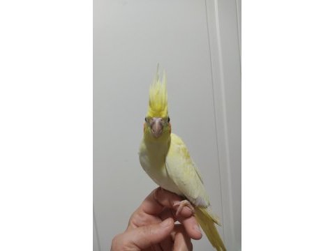 Sultan papağanı 40 günlük
