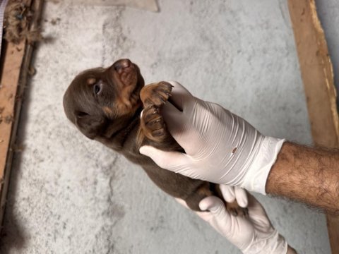 Anne altından doberman yavruları