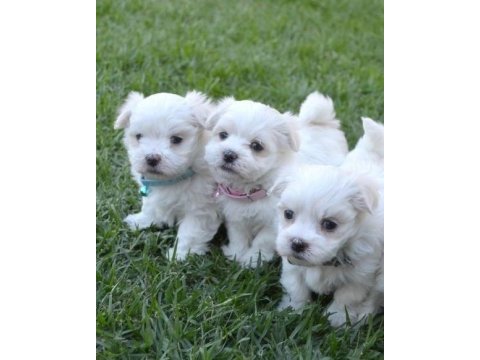 Maltese terrier yavrularımız aynı gün teslimat