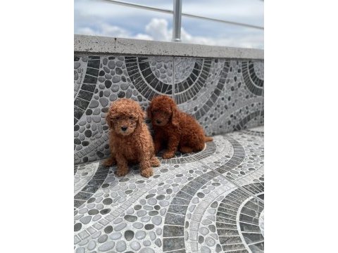 Irk garantili ev ortamında büyüyen red brown toy poodle
