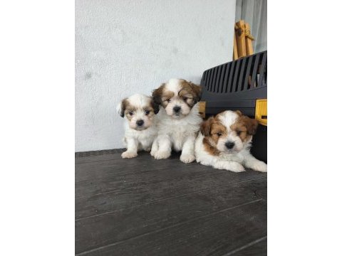 Morkie köpeği yavrularımız