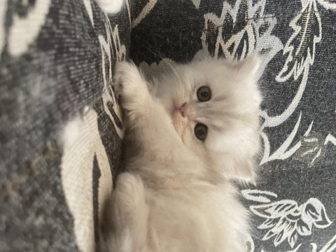 British longhair 35 günlük dişi