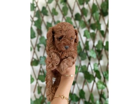 Saf toy poodle nadir kalite