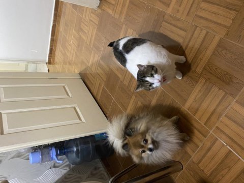Pomeranian spitz