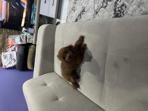 4 aylık poodle uyguna verilecektir