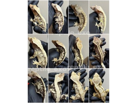 Sağlıklı crested geckolar üst kalite