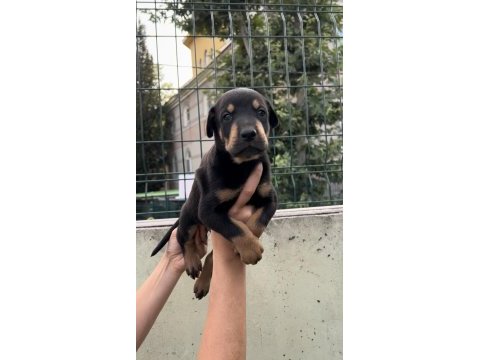 Harika anatomi doberman yavrular