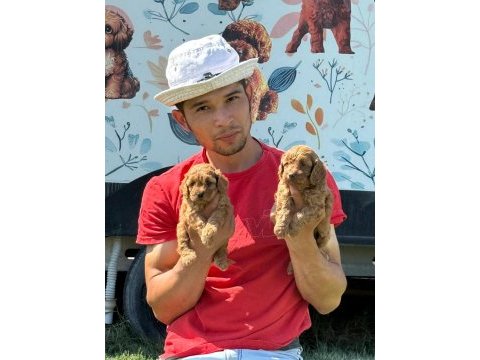 Maltipoo oyuncak tatlı bebişler
