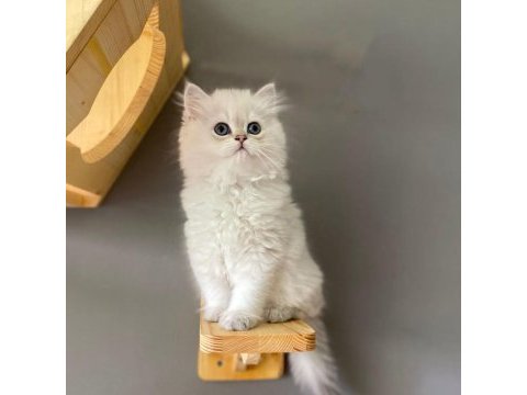 British longhair ay1133 erkek muhteşem tip